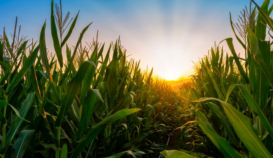 Bio csöves csemegekukorica