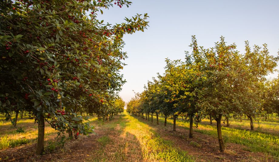 Sprint fekete cseresznye